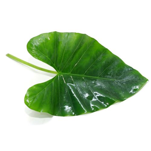 Buy Fresh Colocasia Leaves