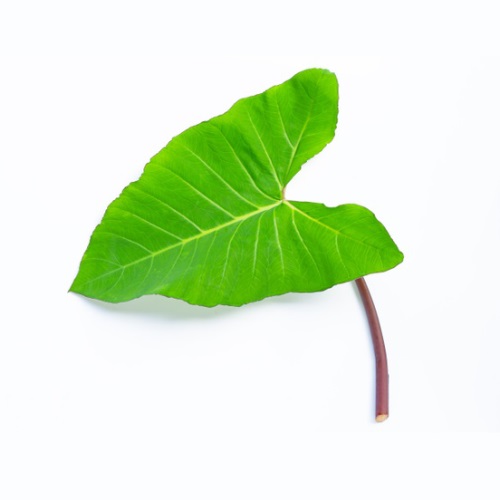 Buy Fresh Colocasia Leaves