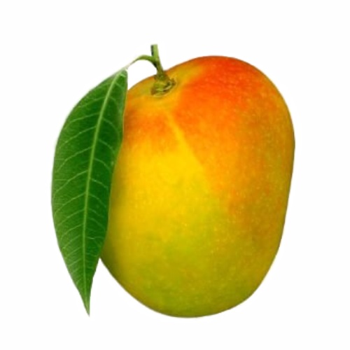 Buy Fresh Devgad Hapus