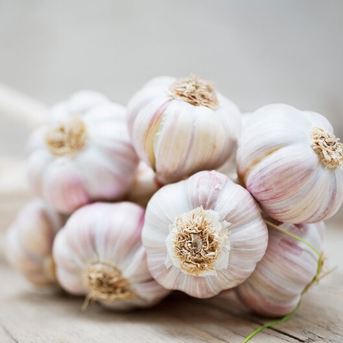 Buy Fresh Garlic
